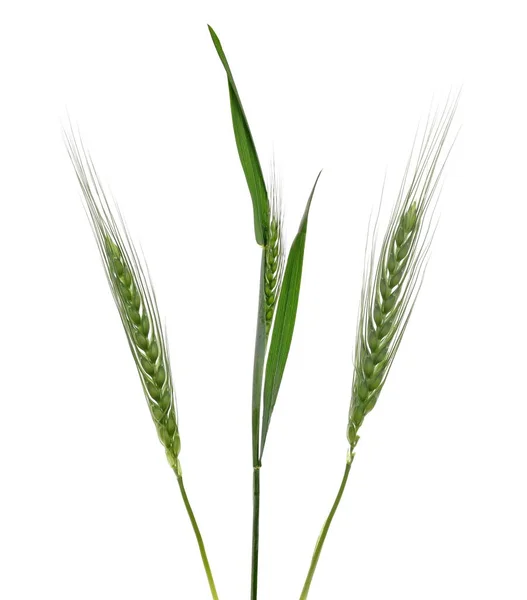 Green Young Ears Wheat Isolated White Background Clipping Path — Stock Photo, Image