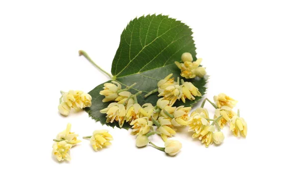 Verse Linden Bloemen Met Bladeren Geïsoleerd Witte Achtergrond — Stockfoto