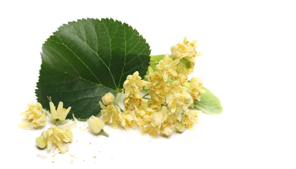 Verse Linden Bloemen Met Bladeren Geïsoleerd Witte Achtergrond — Stockfoto