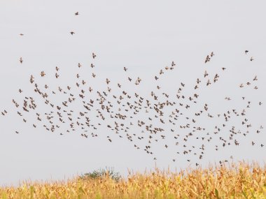 akın, kuşlar, ortak starling, sturnus vulgaris