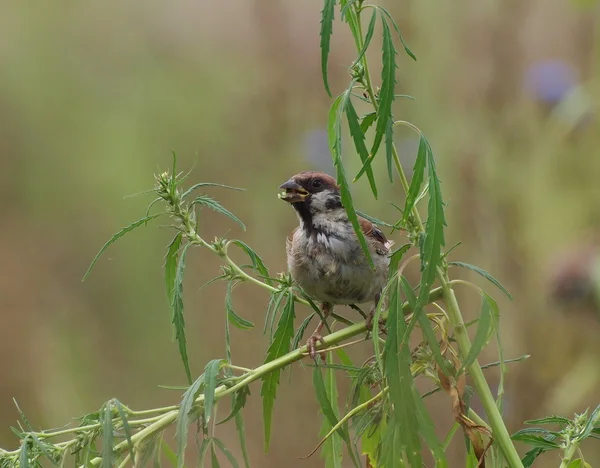 Moineau des arbres manger des graines de chanvre, passer montanus — Photo