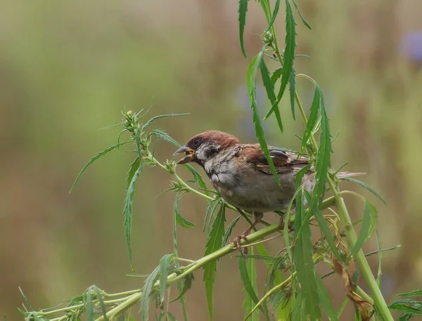 Wróbel drzewa jeść nasiona konopi, passer montanus — Zdjęcie stockowe