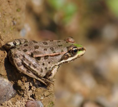 Avrupa marsh kurbağa, rana ridibunda