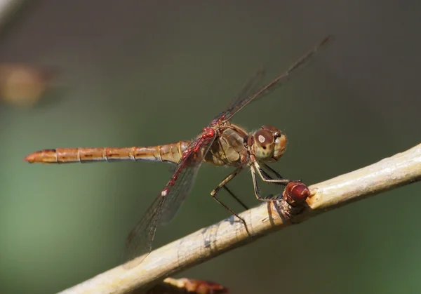 Dragonfly en larvale water mijten in de familie arrenuridae, Bruinrode heidelibel (sympetrum striolatum) — Stockfoto