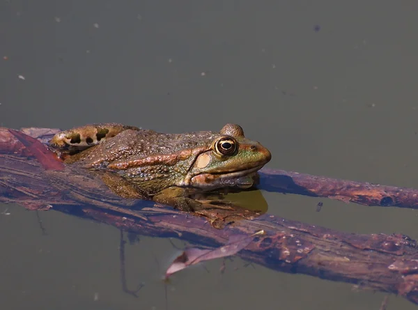 欧洲的沼泽蛙、 林蛙 ridibunda — 图库照片