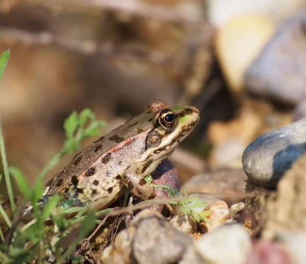 European Marsh Frog, Rana ridibunda — Stock Photo, Image