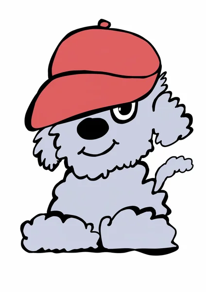 Doodle caniche —  Fotos de Stock