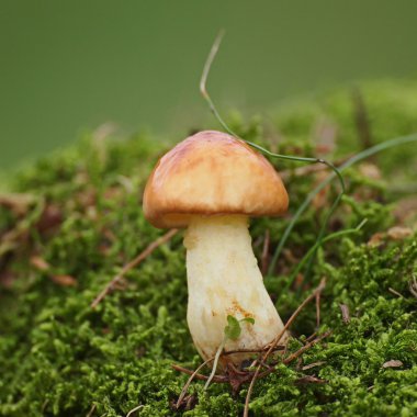 mantar ve moss yeşil arka planda, serisi