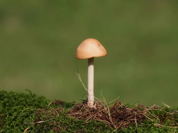 Paddestoelen en moss op groene achtergrond, serie — Stockfoto