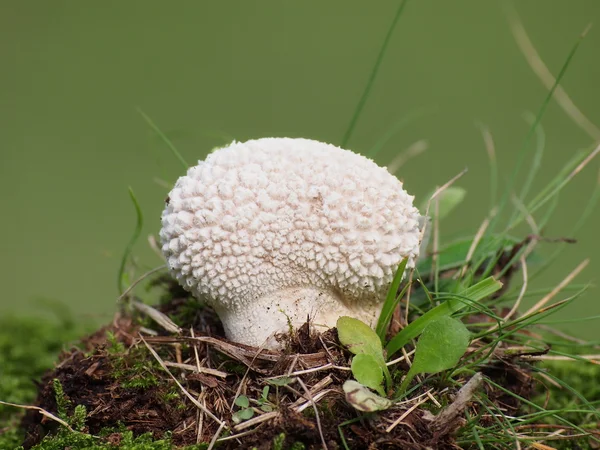 Paddestoelen en moss op groene achtergrond, serie — Stockfoto