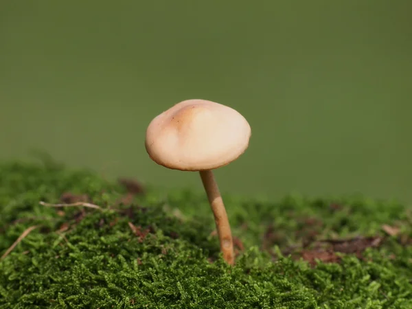 Paddestoelen en moss op groene achtergrond, serie — Stockfoto