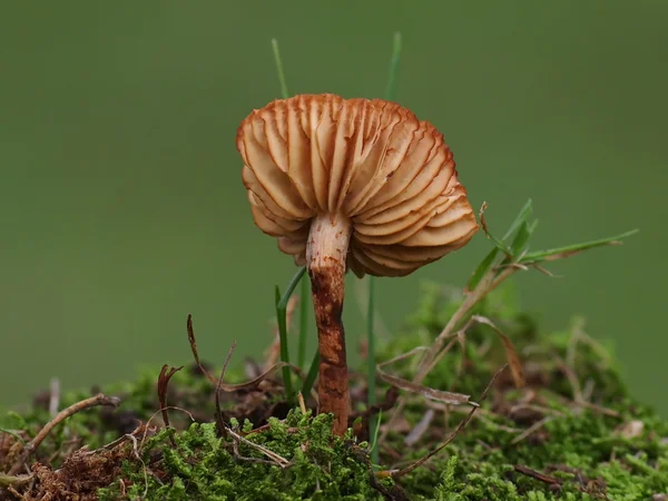 Cogumelos e musgo no fundo verde, série — Fotografia de Stock