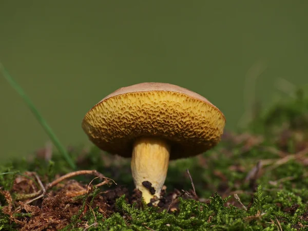 蘑菇和苔藓绿色背景，系列 — 图库照片