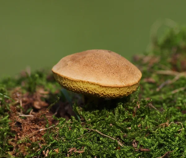 Mushrooms and moss on green background, series — Stock Photo, Image