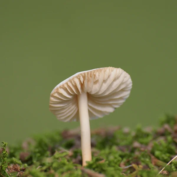 Paddestoelen en moss op groene achtergrond, serie — Stockfoto