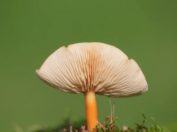 蘑菇和苔藓绿色背景，系列 — 图库照片