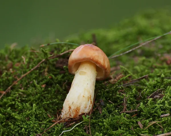 Mushrooms and moss on green background, series — Stock Photo, Image