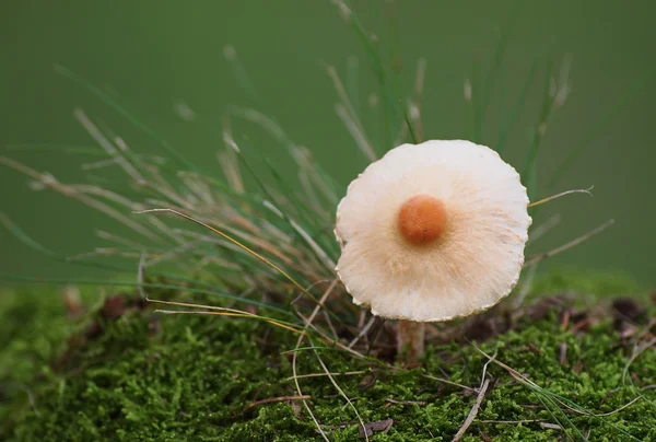 Mushrooms and moss on green background, series — Stock Photo, Image