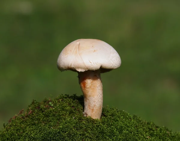 蘑菇和苔藓绿色背景，系列 — 图库照片