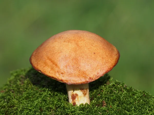 Mushrooms and moss on green background, series — Stock Photo, Image