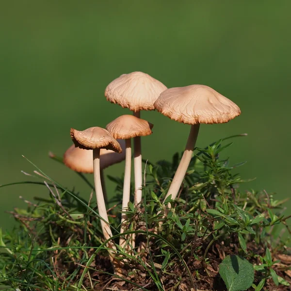 蘑菇和苔藓绿色背景，系列 — 图库照片