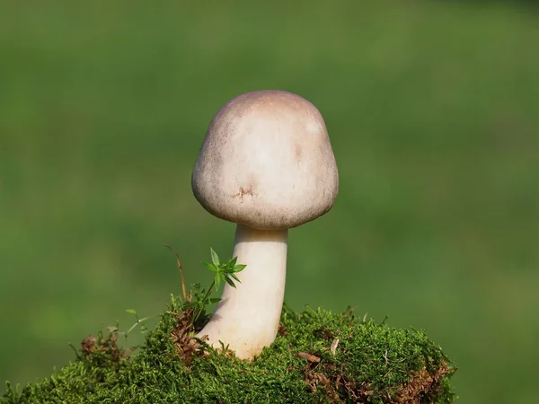 Las setas y el musgo sobre el fondo verde, la serie —  Fotos de Stock