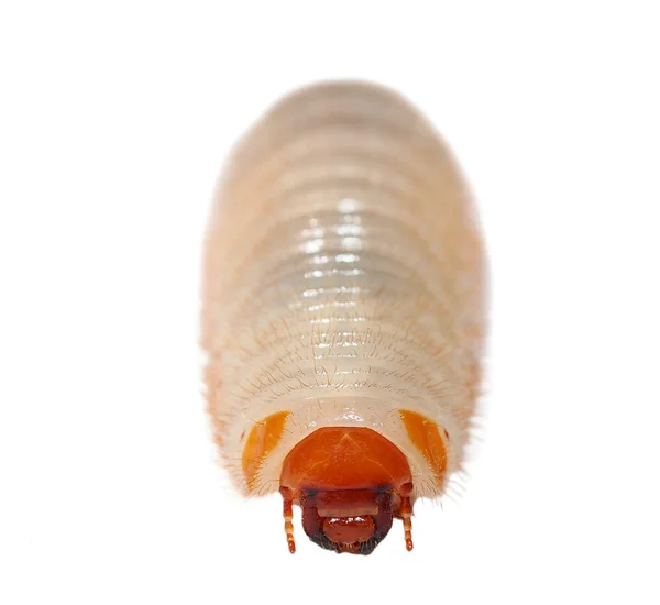 Личинка жука, выделенная на белом — стоковое фото