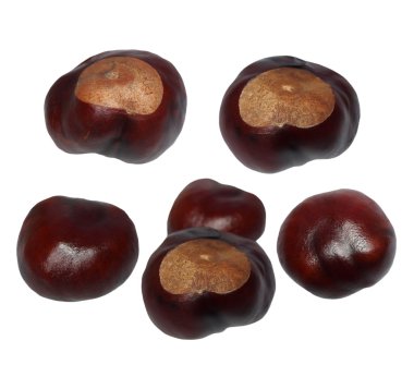 Set of horse chestnuts isolated on white, conker ( with clipping path ) clipart