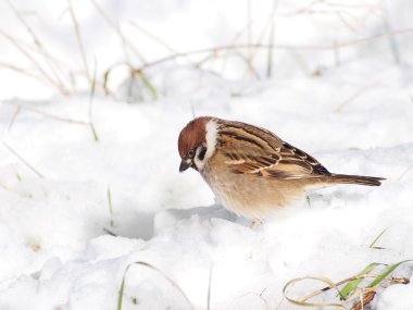 Kış zamanında Passer montanus ağaç serçesi
