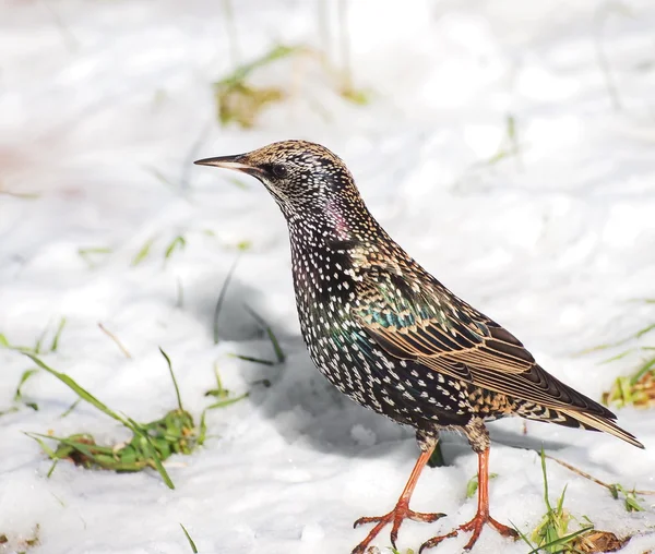 Pássaro Starling, Sturnus vulgaris — Fotografia de Stock