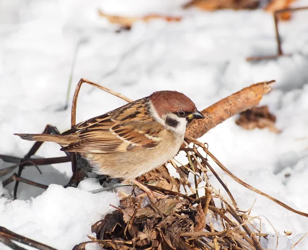 Pilfinken på vintern, Passer montanus — Stockfoto