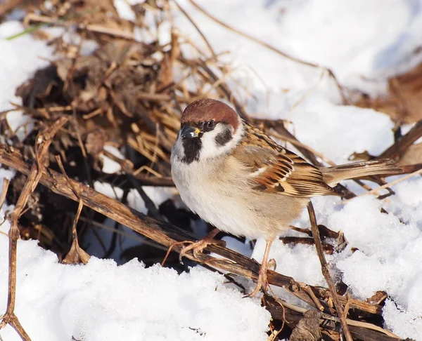 Kış zamanında Passer montanus ağaç serçesi — Stok fotoğraf