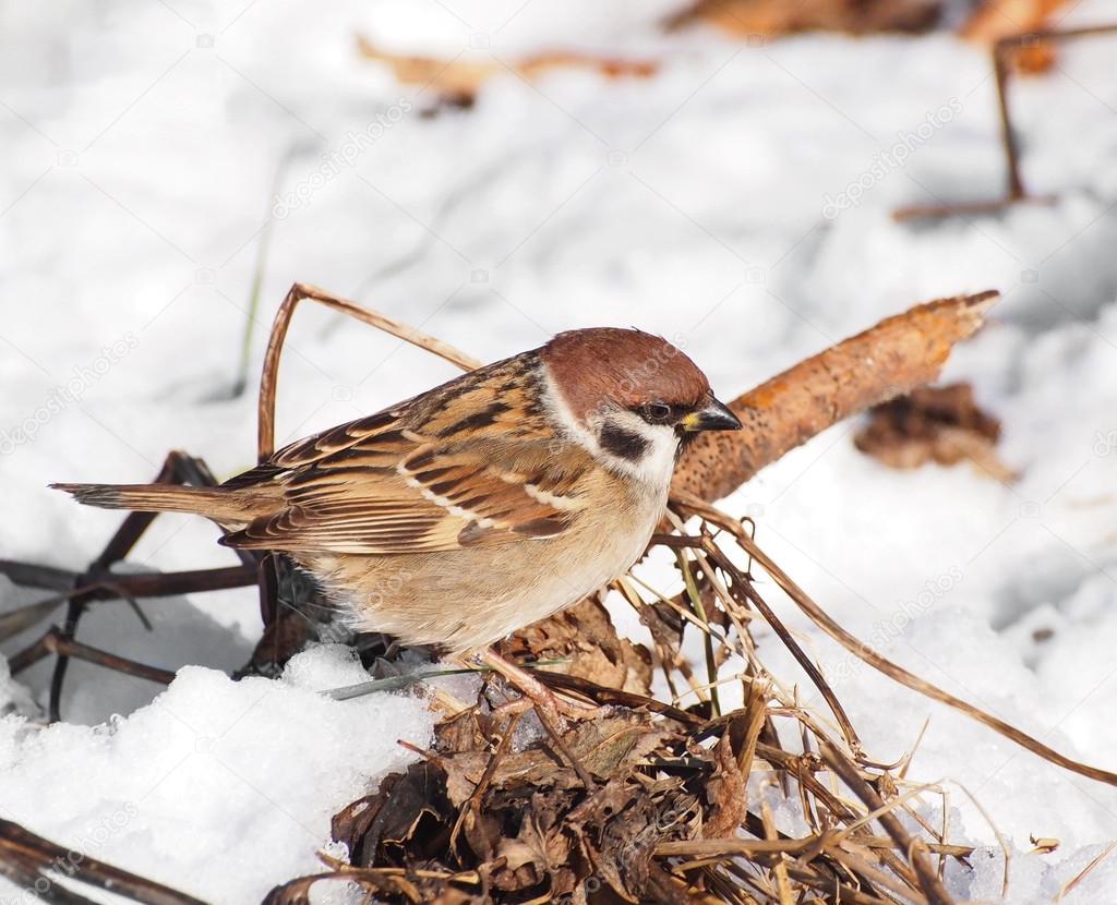 Tree Sparrow in winter time, Passer montanus