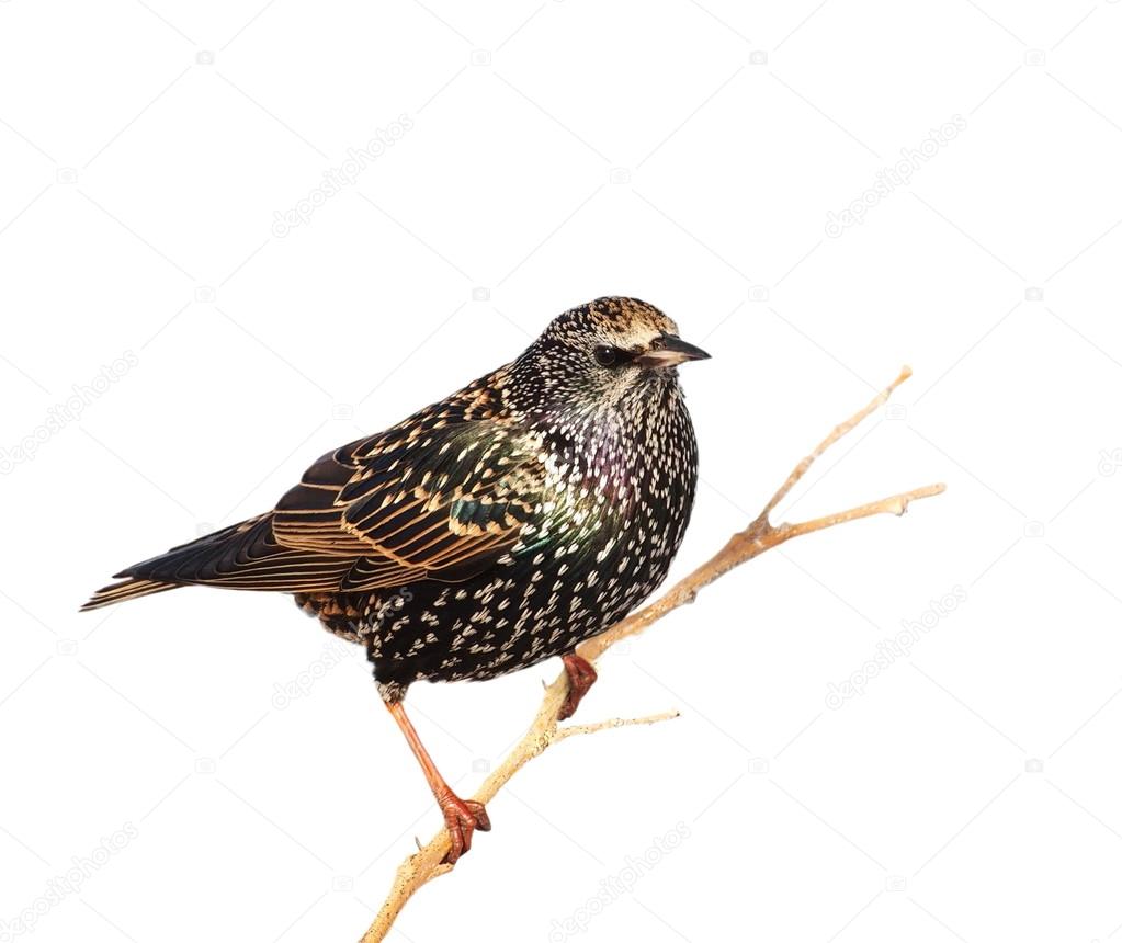 Starling on branch isolated on white