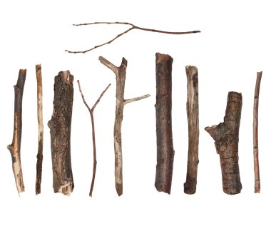 Beyaz arka plan üzerinde kuru ıhlamur ağacı izole makro dalları