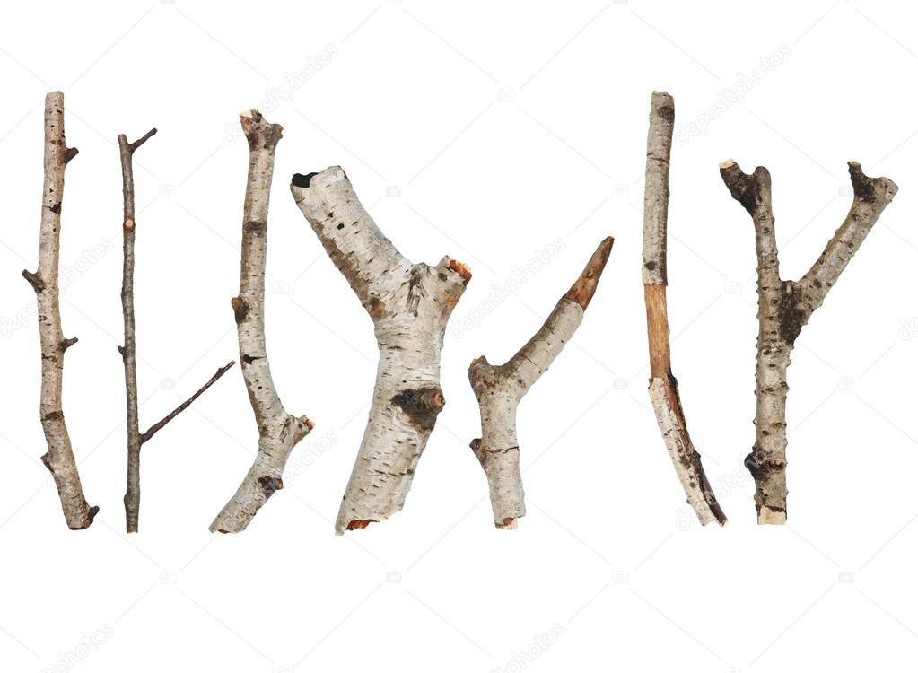 Twigs, set macro dry branches birch isolated on white background