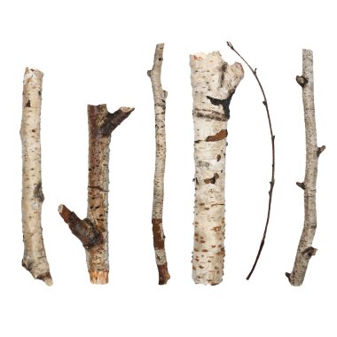 Beyaz arka plan üzerinde izole dalları birch twigs, set makro Kuru