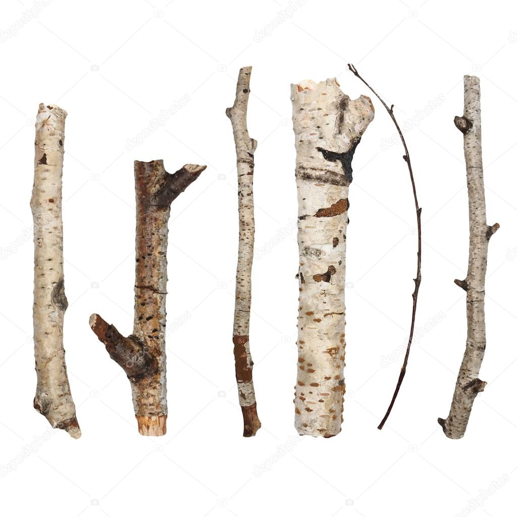 Twigs, set macro dry branches birch isolated on white background Stock  Photo by ©dusan964 62587859
