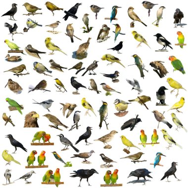 Set of 81  birds isolated on white background clipart