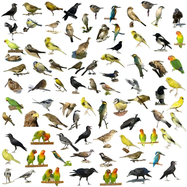 Conjunto de 81 aves aisladas sobre fondo blanco — Foto de Stock