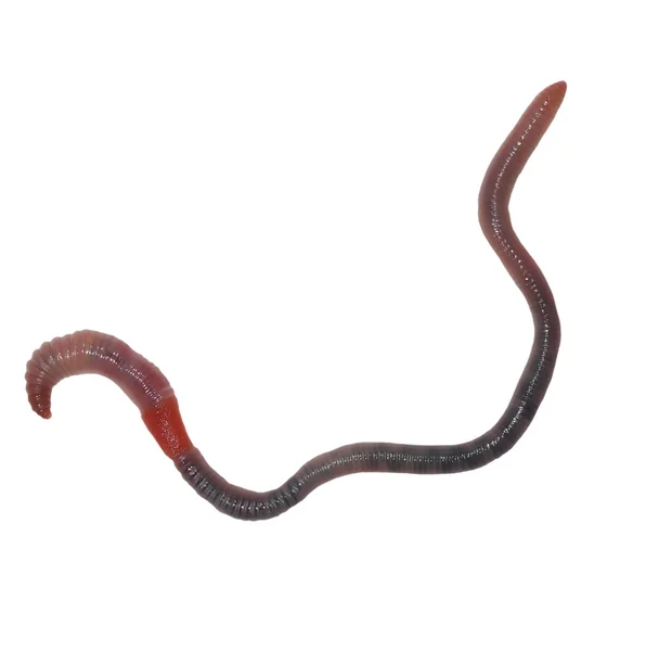 Earthworm, earth worm isolated on white background (common Asian earthworm, amynthas) — Stock Photo, Image