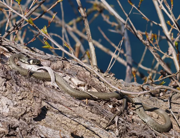 Трав'яна змія, Натрікс. — стокове фото