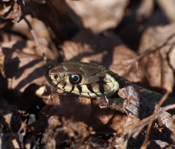 Fűkígyó, Natrix natrix — Stock Fotó