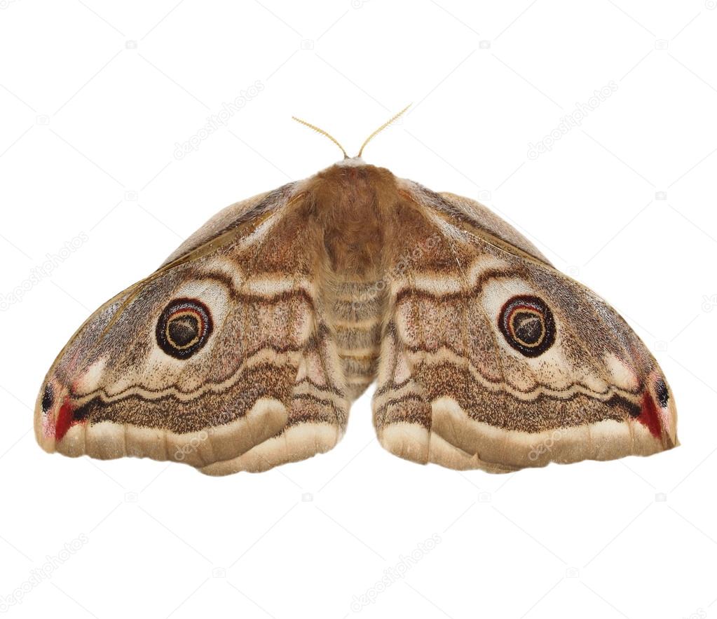 Emperor Moth (Saturnia pavonia) female, isolated on white