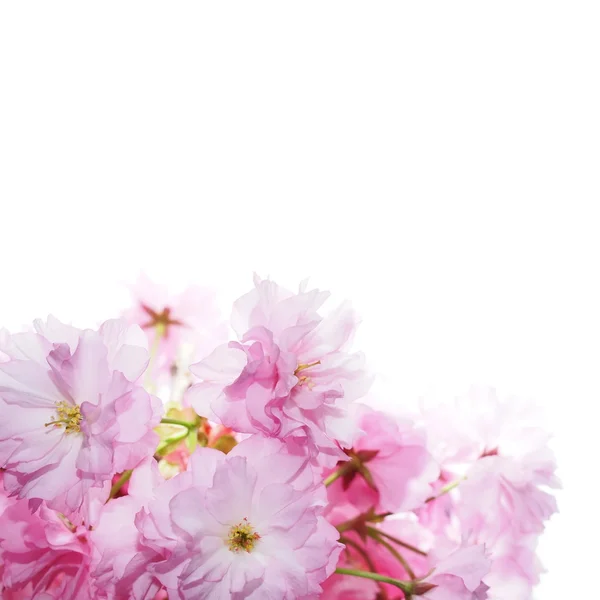Kirschblüte, Blumen isoliert auf weißem Hintergrund — Stockfoto