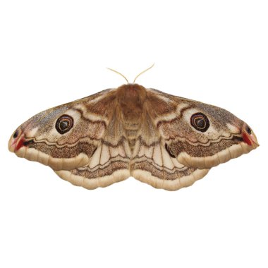 İmparator güve (Saturnia pavonia) erkek, izole kırpma yolu ile beyaz arka plan üzerinde