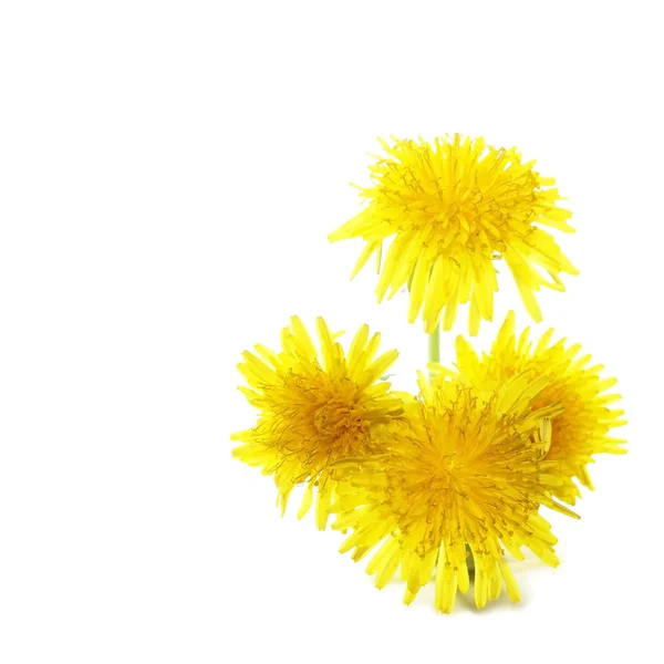 Dandelion flowers isolated on white — Stock Photo, Image