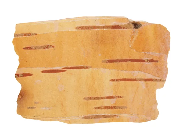 Birch bark isolated on white background, with clipping path — Stock Photo, Image