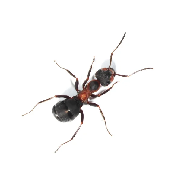 Formica rossa isolata su sfondo bianco (Formica rufa), formica rossa del legno, formica del legno meridionale o formica equina — Foto Stock