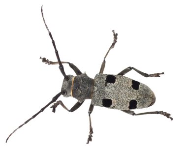 Beyaz arka plan üzerinde Morimus funereus izole longhorn böceği